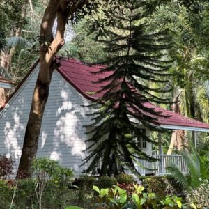 Superior Garden Bungalow
