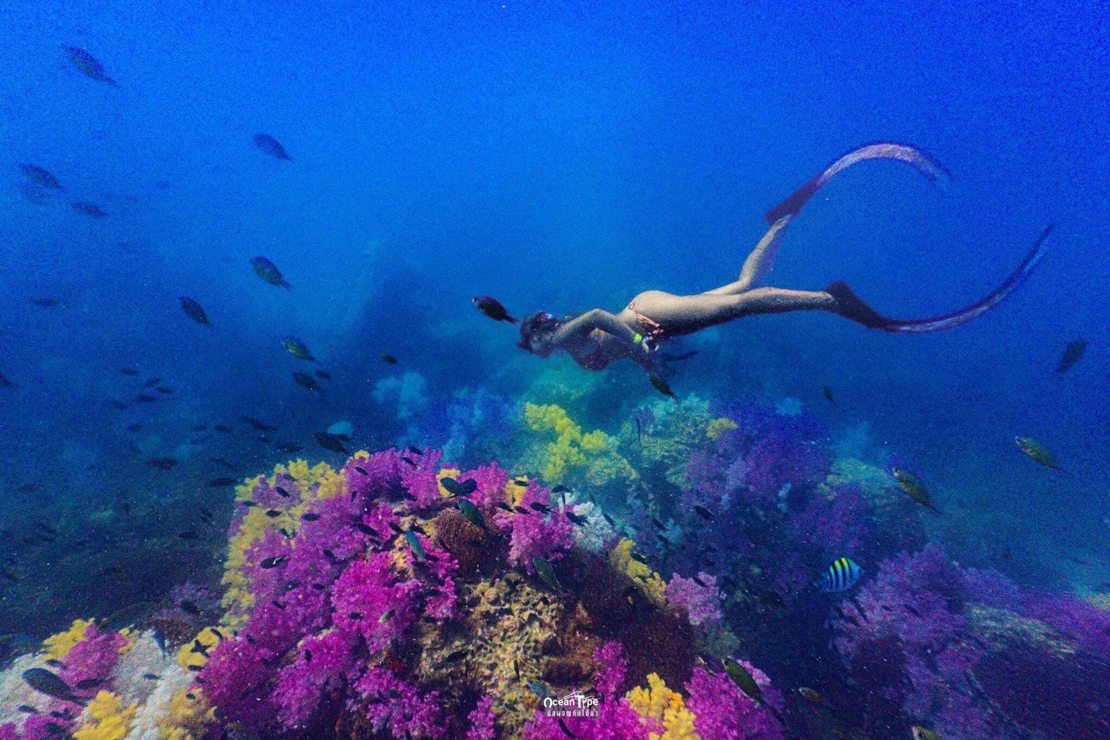 Snorkeling among tropical fish and coral near Koh Bulon-Lae